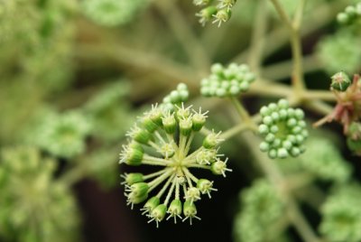 Aralia chinensis - arálie čínská - květ